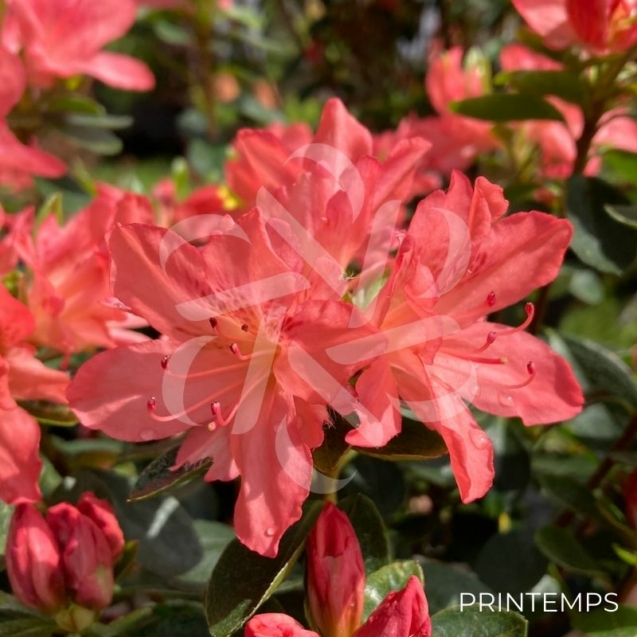 Azalée du Japon 'Blaauw's Pink'