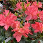 Azalée du Japon 'Blaauw's Pink'