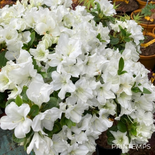 Azalée du Japon Encore 'Pure White'