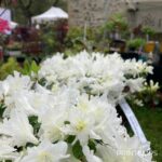 Azalée du Japon 'Fago no Fugi'