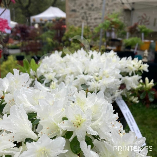 Azalée du Japon 'Fago no Fugi'