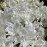 Azalée du Japon 'Fago no Fugi'