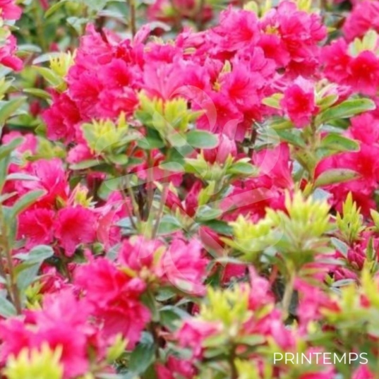 Azalea japonica 'Florida' - Azalée du Japon