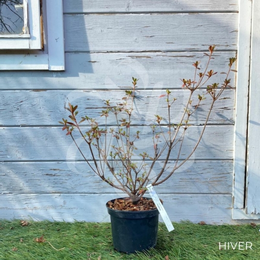Azalea japonica 'Florida' - Azalée du Japon
