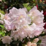 Azalée du Japon 'Glendoick Georgette'