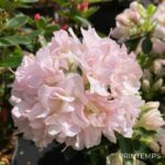 Azalée du Japon 'Glendoick Georgette'