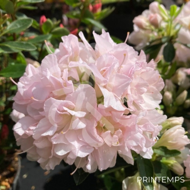 Azalée du Japon 'Glendoick Georgette'