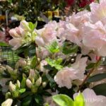 Azalée du Japon 'Glendoick Georgette'