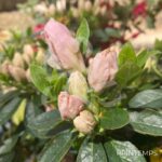 Azalée du Japon 'Glendoick Georgette'