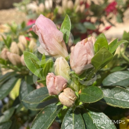 Azalée du Japon 'Glendoick Georgette'