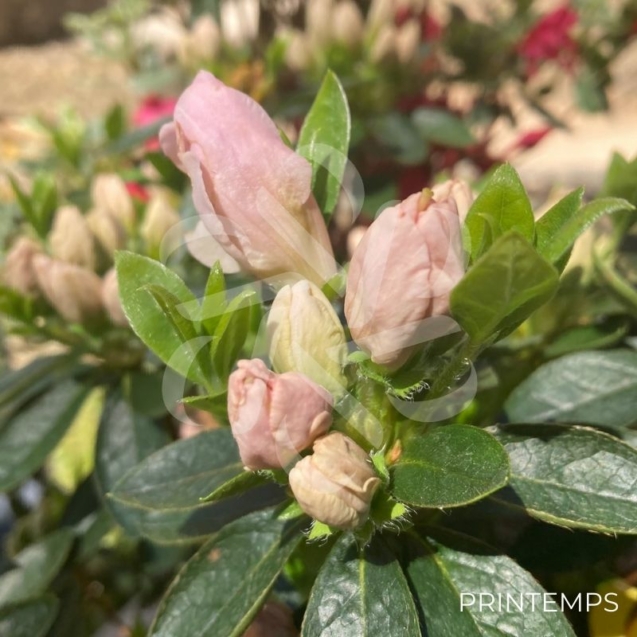 Azalée du Japon 'Glendoick Georgette'