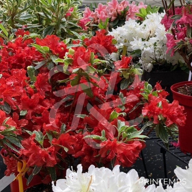 Azalée du Japon 'Hot Shot Variegata'