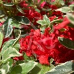 Azalée du Japon 'Hot Shot Variegata'