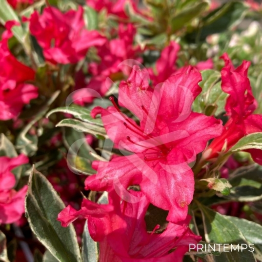 Azalée du Japon 'Silver Sword'