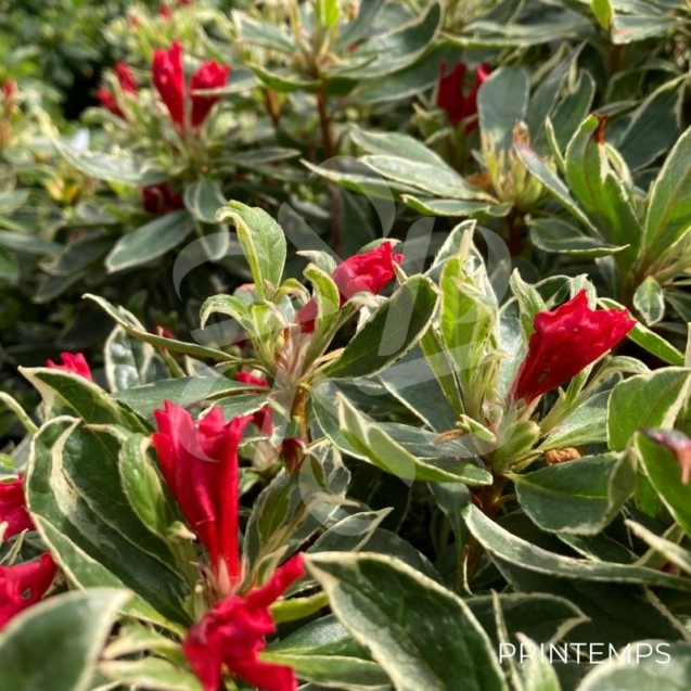 Azalée du Japon 'Silver Sword'