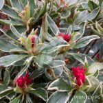 Azalée du Japon 'Silver Sword'