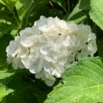 Hydrangea macrophylla 'Mme Emile Mouillère' - Hortensia