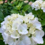 Hydrangea macrophylla 'Mme Emile Mouillère' - Hortensia