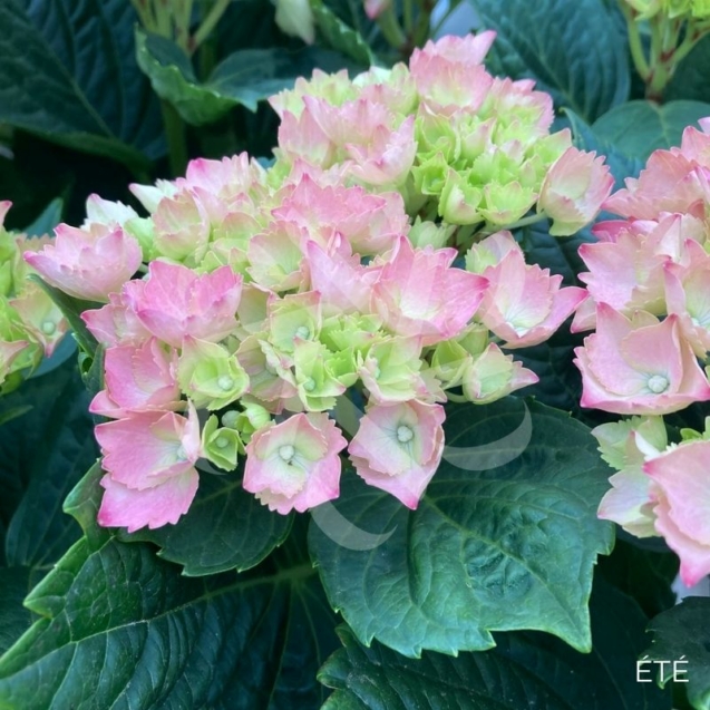 Hydrangea macrophylla 'Red Baron' - Hortensia