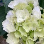 Hydrangea macrophylla 'Wudu' - Hortensia