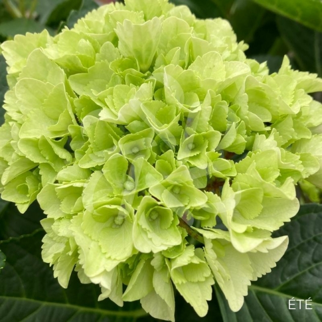 Hydrangea macrophylla 'Wudu' - Hortensia