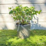 Hydrangea paniculata 'Diamant Rouge' - Hortensia