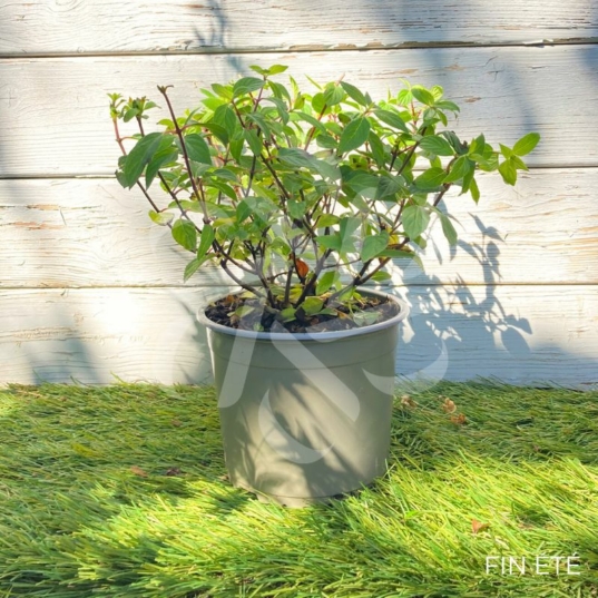 Hydrangea paniculata 'Diamant Rouge' - Hortensia