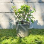 Hydrangea paniculata 'Vanille Fraise' - Hortensia
