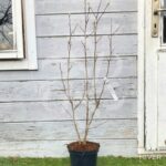 Magnolia loebneri 'Leonard Messel' - fleurs en format d'étoile