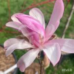 Magnolia loebneri 'Leonard Messel' - fleurs en format d'étoile