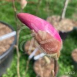 Magnolia loebneri 'Leonard Messel' - fleurs en format d'étoile