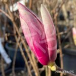 Magnolia Soulangeana - fleurs en format de tulipe