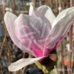 Magnolia Soulangeana - fleurs en format de tulipe