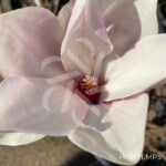 Magnolia Soulangeana - fleurs en format de tulipe