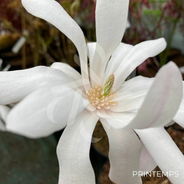 Magnolia Stellata - Magnolia à fleurs blanches et étoilées