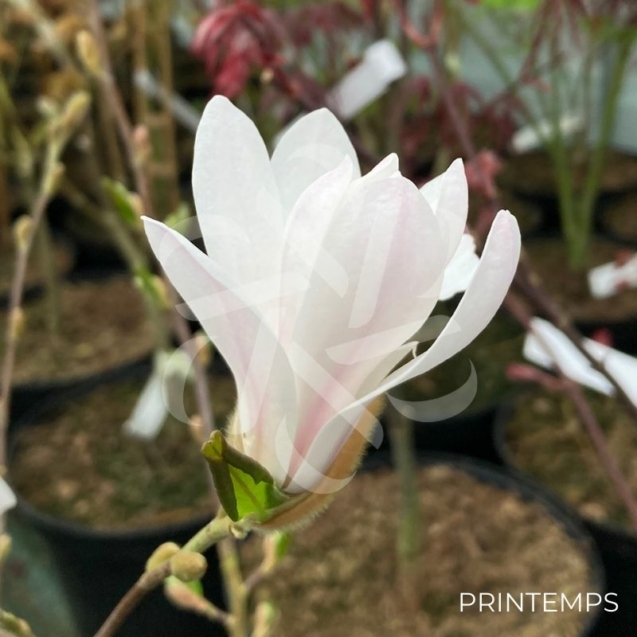 Magnolia Stellata - Magnolia à fleurs blanches et étoilées