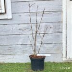 Magnolia Stellata - Magnolia à fleurs blanches et étoilées