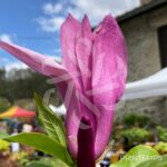 Magnolia Susan - grosses fleurs en format de tulipe