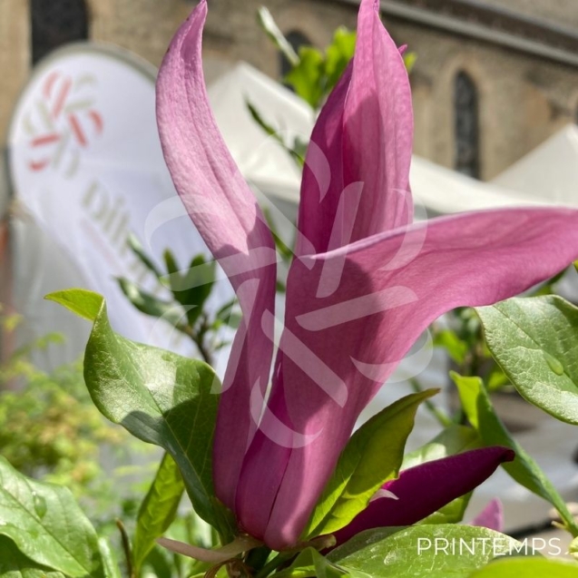 Magnolia Susan - grosses fleurs en format de tulipe