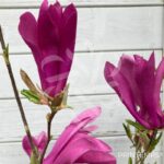 Magnolia Susan - grosses fleurs en format de tulipe