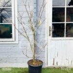 Magnolia Susan - grosses fleurs en format de tulipe