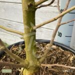 Magnolia Susan - grosses fleurs en format de tulipe