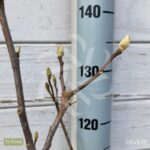 Magnolia Susan - grosses fleurs en format de tulipe