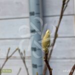 Magnolia Susan - grosses fleurs en format de tulipe