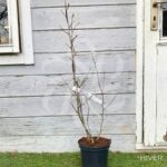 Magnolia Susan - grosses fleurs en format de tulipe