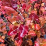 Prunus incisa 'Kojo-no-mai' - Cerisier du Japon