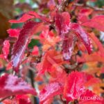 Prunus incisa 'Kojo-no-mai' - Cerisier du Japon