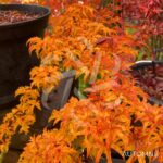 Acer palmatum 'Shishigashira' - Érable du Japon