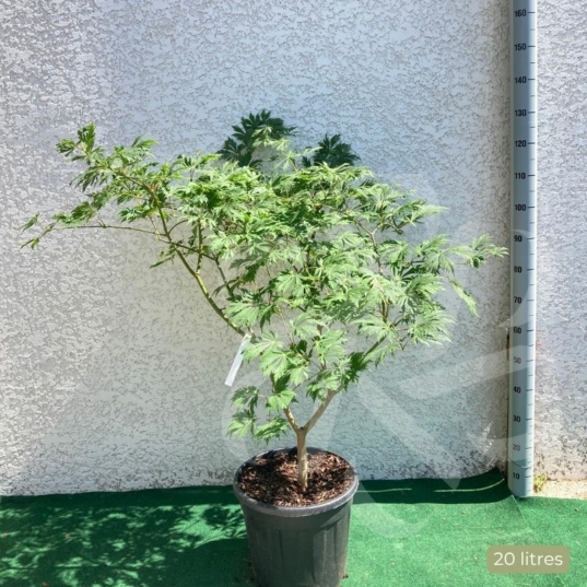 Acer japonicum 'Aconitifolium' - Érable du Japon