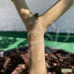 Acer japonicum 'Aconitifolium' - Érable du Japon